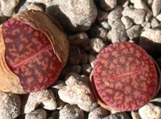 Lithops aucampiae.